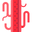 Vascular