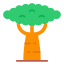 Baobab