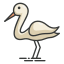 Stork