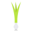 Spring onion