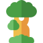 Baobab