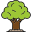 Oak