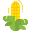 Corn