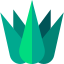 Agave