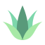 Agave