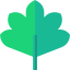 Tropical leaves