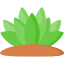 Agave