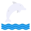 Dolphin