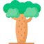 Baobab