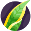 Agave