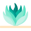 Agave