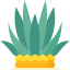 Agave
