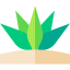 Agave