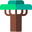 Baobab