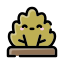 Bush