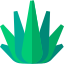 Agave