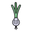 Spring onion
