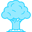 Oak