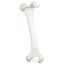 Bone