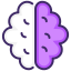 Brain