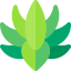 Agave
