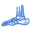 Foot