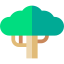 Baobab
