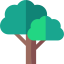 Oak