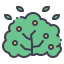Bush