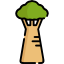 Baobab