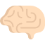 Brain