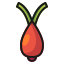 Onion