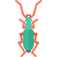 Beetle