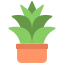 Agave