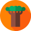 Baobab