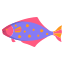 Halibut