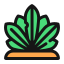 Agave