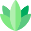 Agave