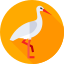 Stork