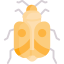 Insect