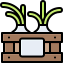 Spring onion