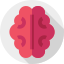 Brain