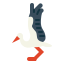 Stork