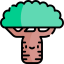 Baobab
