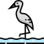 Stork
