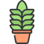 Agave