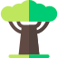 Baobab