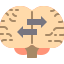 Brain