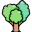 Oak