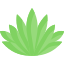 Agave